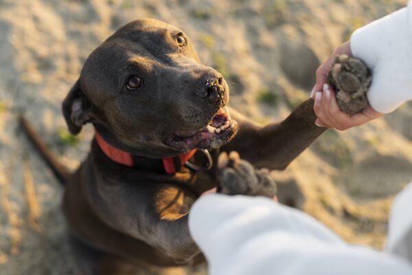 Cute Pitbull on beach